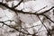 Winter Veil: Snow-Kissed Branches in Nature\\\'s Silent Embrace