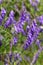 Winter vetch or hairy vetch vicia villosa growing on a hill