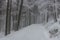 Winter view of a forest path in Orlicke hory mountains, Czech Republ