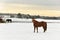 Winter view. Horses on the field eat hay, winter farm, forest in the frost on the horizon. USA. Maine.