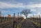 Winter view of tree in vineyard in the Santa Barbara foothills in Central California USA