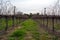 Winter view of vineyards in Israel, resting before pruning