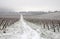 Winter in vineyard