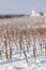 winter vineyard near Hnanice, Southern Moravia, Czech Republic