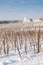 winter vineyard near Hnanice, Southern Moravia, Czech Republic