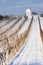 winter vineyard near Hnanice, Southern Moravia, Czech Republic