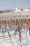 winter vineyard near Hnanice, Southern Moravia, Czech Republic