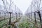 Winter vineyards with hoarfrost and fog