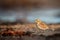 Winter visit of a horned lark on a beach on southern Ã–land