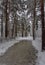 Winter. Walk in the snowy forest. Branches bend from a lot of snow. Thaw.