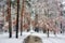 Winter. Walk in the snowy forest. Branches bend from a lot of snow. Thaw.