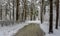 Winter. Walk in the snowy forest. Branches bend from a lot of snow. Thaw.