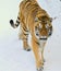 Winter Walking Siberian Tiger