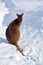 In winter wallaby