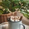 Winter warming mug of chocolate with marshmallow on windowsill with Christmas tree decor .