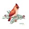 Winter watercolor illustration.Cute Cardinal bird on a conifer branch.