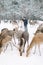 Winter wedding in snowy forest. Pretty bride in dress and groom walking in forest, standing and kissing, herd of deern