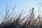 Winter Weeds and Blurred Movement Blue Sky