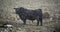 In winter Welsh Black is a dual-purpose breed of cattle