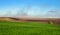 Winter wheat with alone tree, beautiful landscapes of plowed hills and dust storms, soil erosion by wind