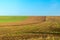 Winter wheat field in the fall with a tractor