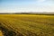 Winter wheat growing