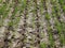 The of winter wheat, making root dressing seedlings