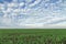 Winter wheat seedlings and blue sky. Young wheat in field