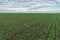 Winter wheat seedlings and blue sky. Young wheat in field