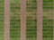 Winter wheat selection field divided into small areas for experiments