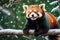 Winter Whimsy: Red Panda Perched on a Frosty Branch Against a Backdrop of Softly Falling Snow, Tufts of Its Chestnut Fur Catching