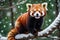 Winter Whimsy: Red Panda Perched on a Frosty Branch Against a Backdrop of Softly Falling Snow, Tufts of Its Chestnut Fur Catching