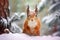 Winter Whimsy: Squirrel in the Snow