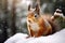 Winter Whimsy: Squirrel in the Snow