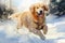 Winter white beautiful animal snow nature background cute dogs canine pet domestic breed