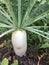 Winter White Radish Oriental Radish Seeds Non GMO Very Easy To Grow DIY Home Garden Oriental Radish From Aworth,