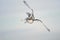 Winter White Sky with Snowy Owl Flight