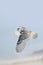 Winter white Snowy Owl In-Flight