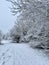 Winter whiteout in the countryside