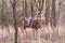 Winter Whitetail Buck Is Awake and Alert Before Sunrise