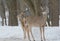 Winter Whitetail Bucks Standing Back To Back