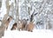 Winter Whitetail Deer