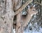 Winter Whitetail Deer Buck