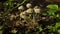 Winter wild mushroom Mycena inclinata - known as the clustered bonnet or the oak-stump bonnet cap