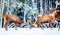 Winter wildlife animal landscape. Two young noble deers Cervus elaphus playing and fighting with their horns in snow near winter