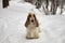 Winter. Wildlife. English Cocker Spaniel stands in the snow. Color orange roan