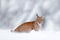 Winter wildlife in Europe. Lynx in the snow, snowy forest in December. Wildlife scene from nature, Germany