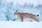 Winter wildlife in Europe. Lynx in the snow, snowy forest in February. Wildlife scene from nature, Germany. Winter wildlife in