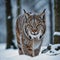 Winter wildlife. A face-to-face walk with a lynx.