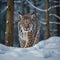 Winter wildlife. A face-to-face walk with a lynx.